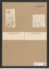 Gompyloneis costata Lagerst. (de-Toni-Nr.: Genus 39, Species 1799) Zeichnungen Sammlung Grunow Nr. 3582 (NHMW-BOT-W0371169)